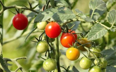 Capacitan técnicos para verificar sanidad e inocuidad