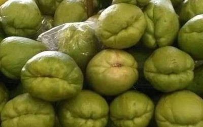 Avanzan acciones de sanidad agropecuaria para lograr inserción de productores chiapanecos en mercados nacionales e internacionales