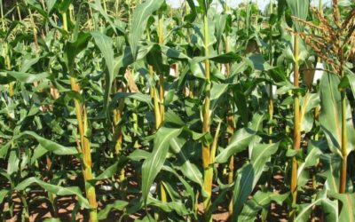 Buscan instaurar el “Día Nacional del Maíz”