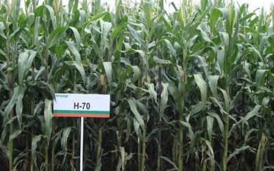 El maíz, el grano más importante de la dieta en México