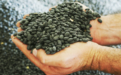 Se desploma 42% la siembra de frijol en México debido a la sequía