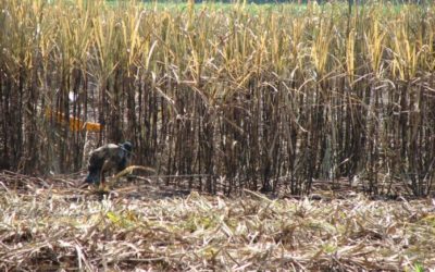 Reportan cañeros graves pérdidas por sequía en seis regiones