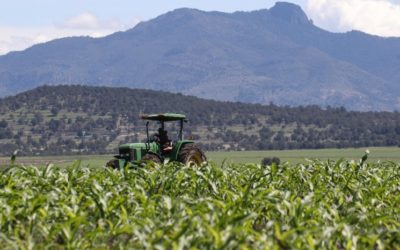 En Sonora, aumenta 63% producción de trigo panificable: Segalmex