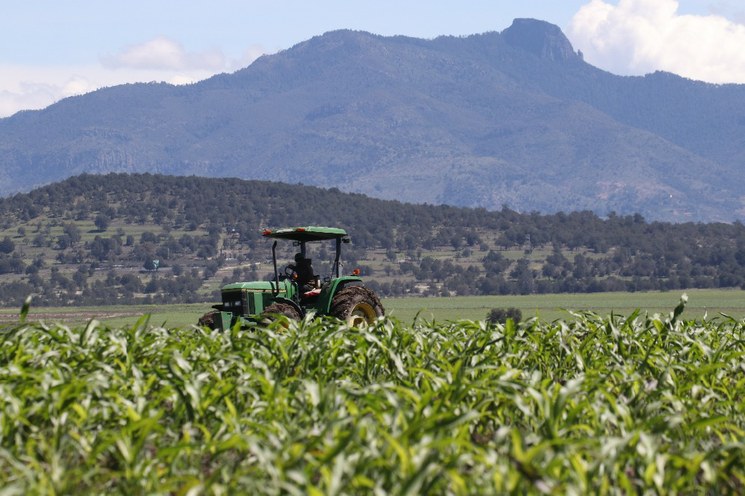 En Sonora, aumenta 63% producción de trigo panificable: Segalmex