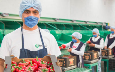 Diputados, productores e industriales se pronuncian por presupuesto suficiente para sanidad e inocuidad