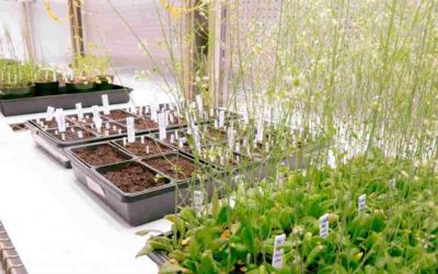 PROTEÍNA CLAVE DE LAS PLANTAS PODRÍA AYUDAR A PRODUCIR MEDICAMENTOS Y OTROS PRODUCTOS