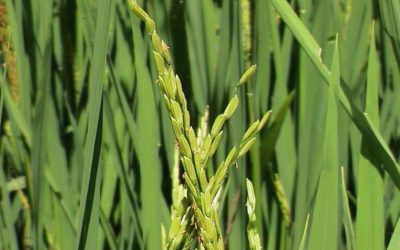 Importa México 80 % de arroz que se consume