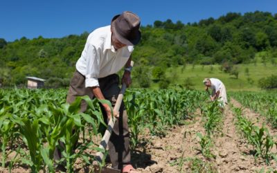 Rechazan en Senado castigo al agro