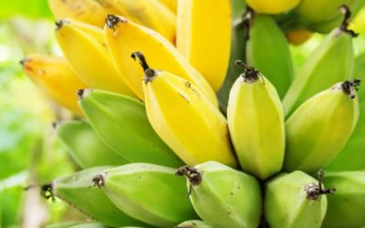 Holanda logró su primera cosecha de banano sin usar tierra