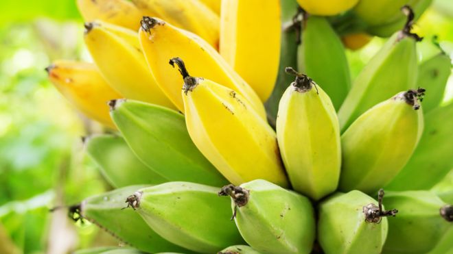 Holanda logró su primera cosecha de banano sin usar tierra