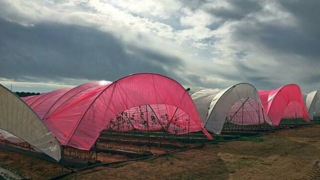 El uso de plásticos luminiscentes en cultivos de frutos rojos aumenta su productividad y precocidad