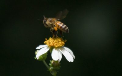 Senado llama a reactivar transportación de abejas reinas