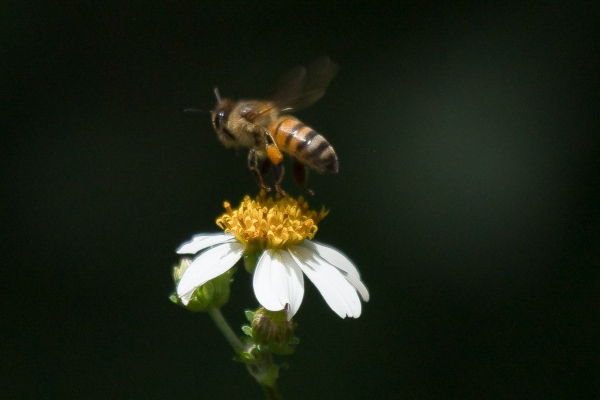 Senado llama a reactivar transportación de abejas reinas