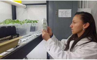 Crea el IPICYT bioestimulante que protege semillas de chile, maíz y sorgo contra hongos