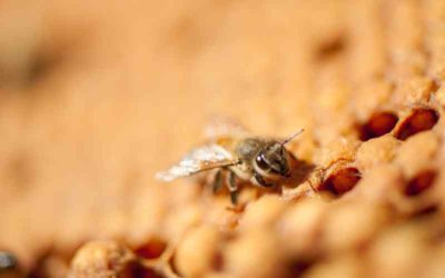 VARROA: Multiplican colmenas que se limpian a sí mismas