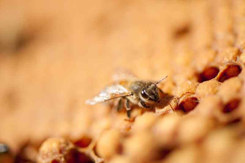 VARROA: Multiplican colmenas que se limpian a sí mismas