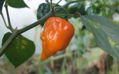 Desarrollan chile habanero resistente a parásitos