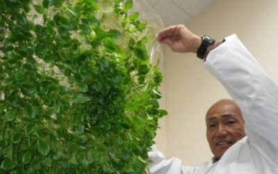 Cómo Japón está revolucionando la agricultura sin tierra ni trabajadores