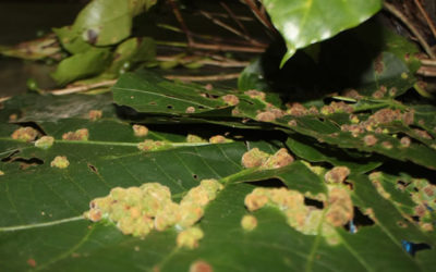 México firme en el combate de la roya del cafeto