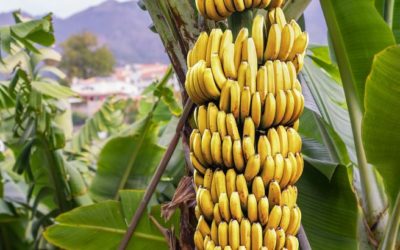 Investigadores chinos desarrollan bananos resistentes a TR4