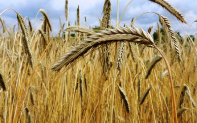 Trabajan productores y gobierno programa de reconversión a trigo panificable