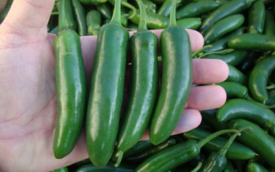 Arrebata China la producción del chile en México