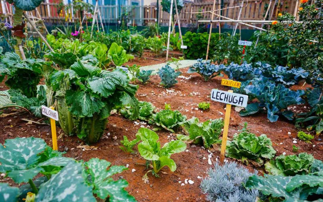 Agricultura urbana: alimentos frescos y saludables a la vuelta de la esquina