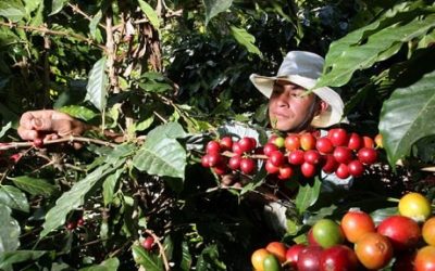 Cafetaleros piden a AMLO subsidios y mejores precios