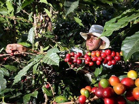 Cafetaleros piden a AMLO subsidios y mejores precios