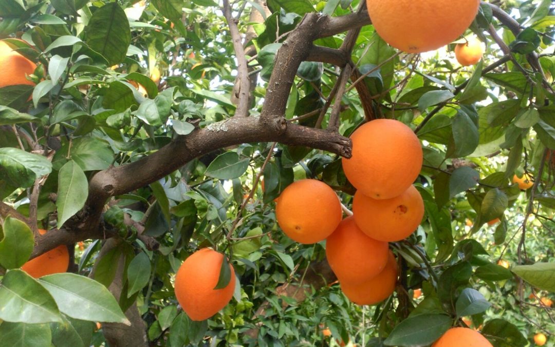 Así luchamos contra la bacteria que nos quiere dejar sin naranjas