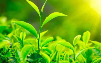 Estudio demuestra que las plantas sufren modificaciones genéticas de forma natural a gran escala