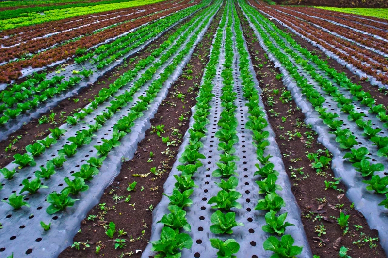 Informe alerta sobre la urgencia de aumentar la productividad agrícola