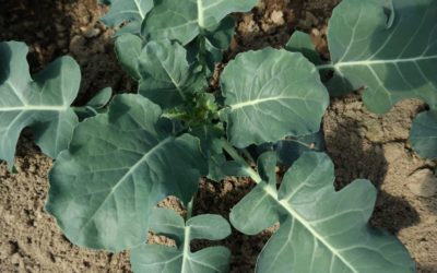 Los beneficios ocultos de la salud mejorada del suelo