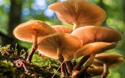 Los hongos podrían reducir la dependencia de los fertilizantes.