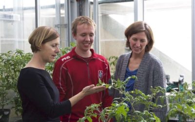 La ‘vacuna’ química ayuda a las plantas a repeler los patógenos