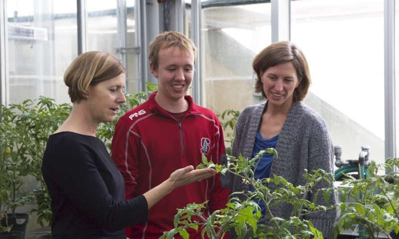 La ‘vacuna’ química ayuda a las plantas a repeler los patógenos