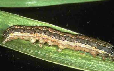 Gusano cogollero del maíz se combatiría atacando su microbiota