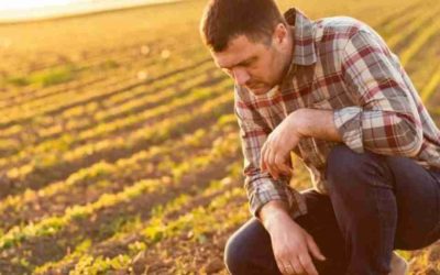 Hemos criado plantas «egoístas» durante miles de años