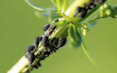 Botiquín verde: cómo armar biopreparados para combatir plagas y enfermedades