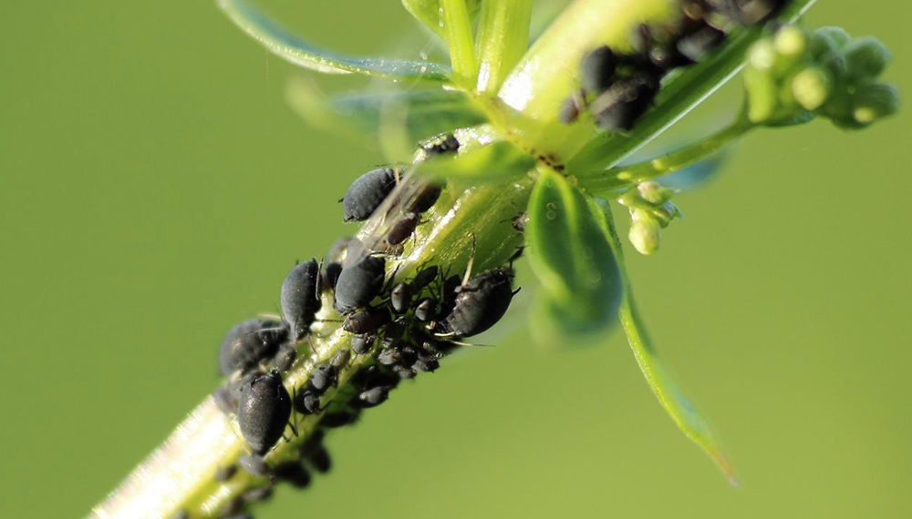 Botiquín verde: cómo armar biopreparados para combatir plagas y enfermedades