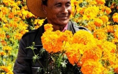 Estiman derrama de 111 millones de pesos por venta de flores mexiquenses en día de muertos
