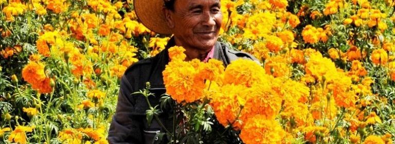 Estiman derrama de 111 millones de pesos por venta de flores mexiquenses en día de muertos