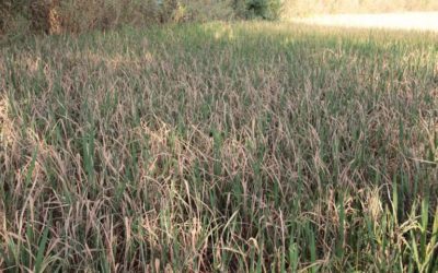 El equipo de investigación quiere eliminar las peligrosas enfermedades de las plantas en el arroz