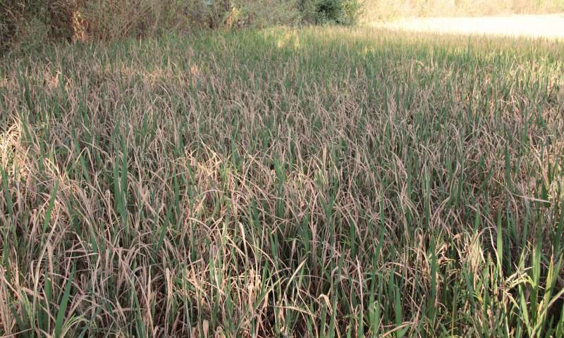 El equipo de investigación quiere eliminar las peligrosas enfermedades de las plantas en el arroz