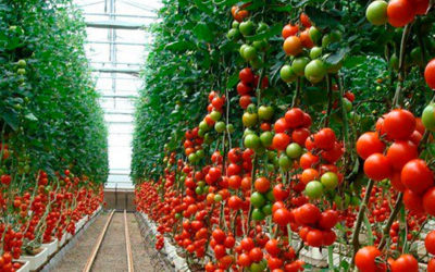 Vegetales certificados disponibles en tiendas de autoservicio