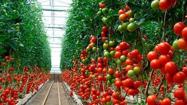 Aroma de tomate para proteger los cultivos