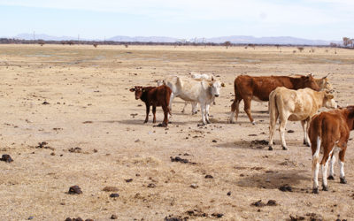 Agricultura respalda al campo mexicano ante desastres naturales