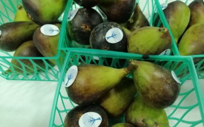 México, con potencial de producir 21 mil toneladas de higo al año