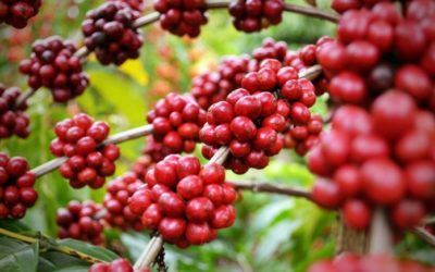 Descubren por accidente café que resiste cambio climático