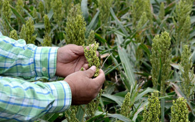 Reconversión de cultivos, renovación y rescate del campo